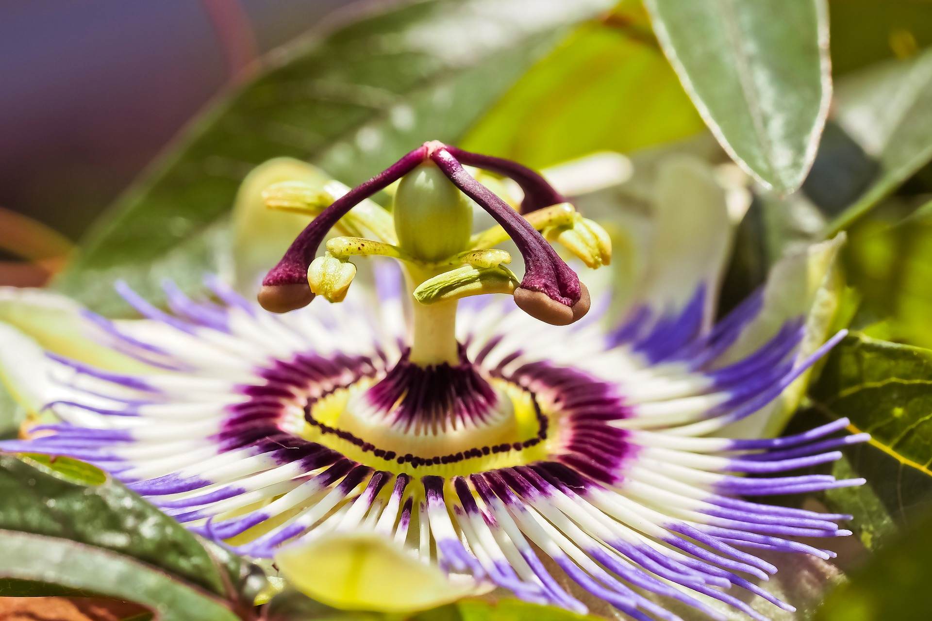 Close-up of a passion flower displaying its intricate petals and vibrant colors, including purple, white, and hints of yellow, surrounded by green leaves.