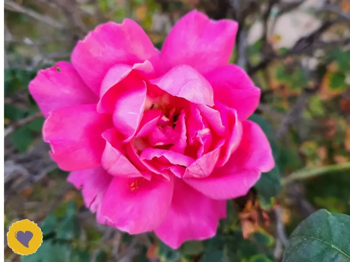 Close-up of a vibrant pink rose in full bloom, surrounded by green leaves with a blurred background. Photo taken by Dawn Browning.